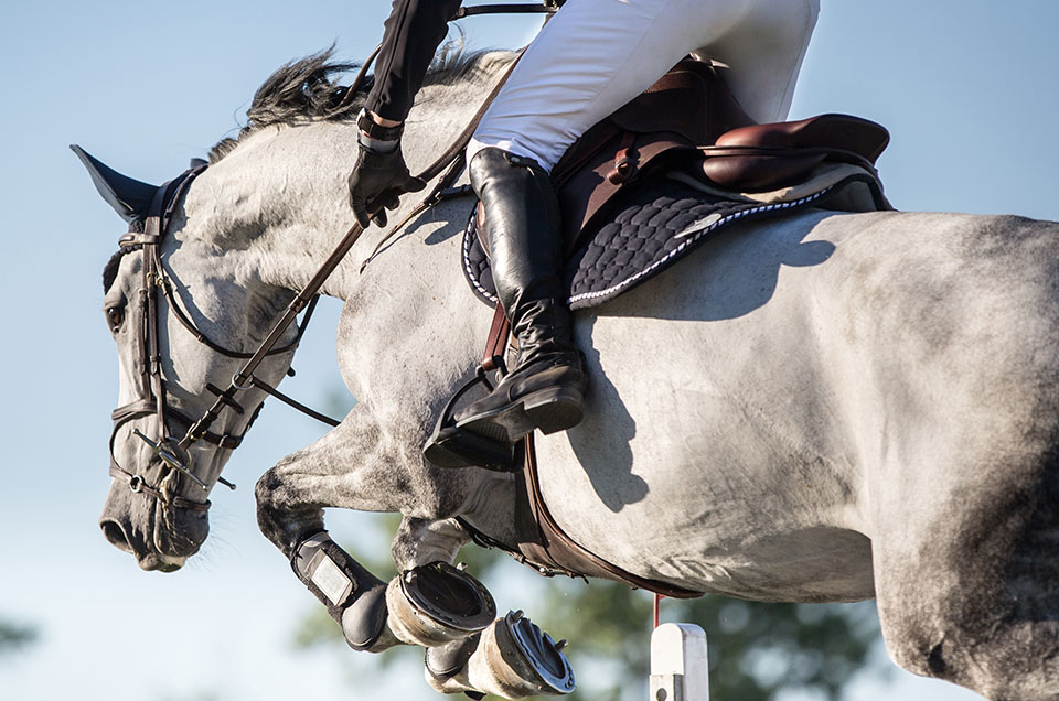 Equestrian